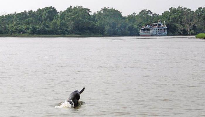 ডলফিনের মেলায় ডলফিনের মেলায়