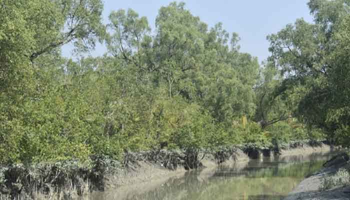 সুন্দরবন ঘিরে সাতক্ষীরায় পর্যটন শিল্পের সম্ভাবনা সুন্দরবন ঘিরে সাতক্ষীরায় পর্যটন শিল্পের সম্ভাবনা