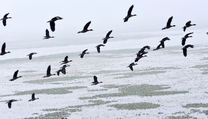 পরিযায়ী পাখিদের ভিড় বাইক্কাবিলে