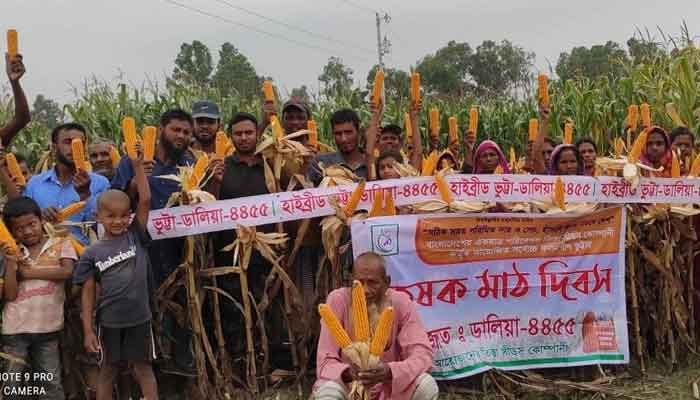 তিস্তা সীডস কোম্পানির ডালিয়া-৪৪৫৫ ভুট্টার বীজে বাম্পার ফলন তিস্তা সীডস কোম্পানির ডালিয়া-৪৪৫৫ ভুট্টার বীজে বাম্পার ফলন