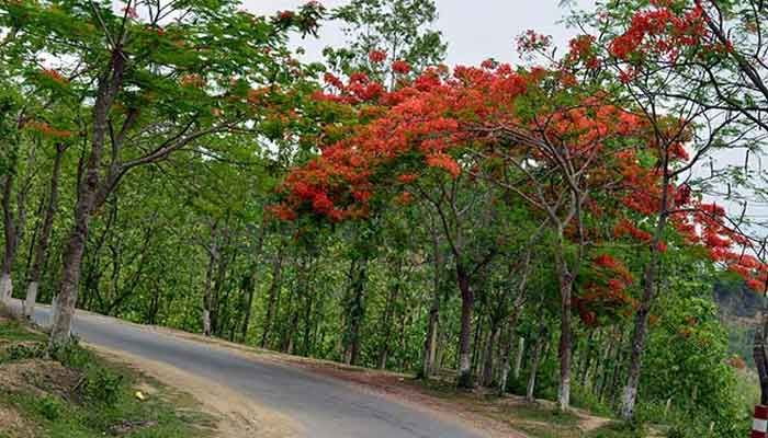 ফুলে ফুলে সেজেছে প্রকৃতির রাণী বান্দরবান ফুলে ফুলে সেজেছে প্রকৃতির রাণী বান্দরবান