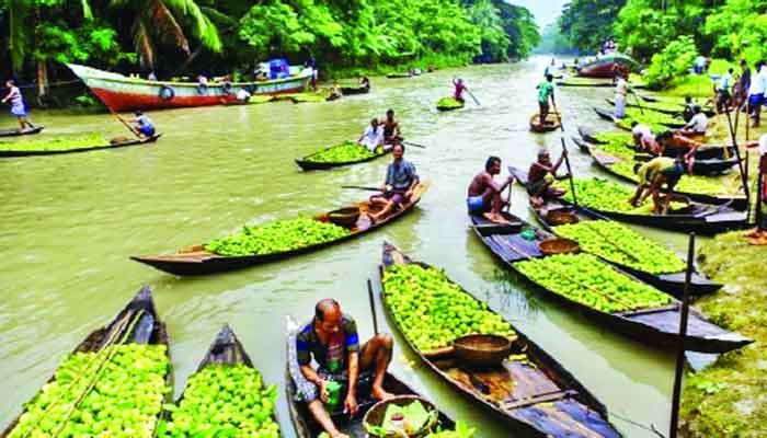 ঝালকাঠির পেয়ারা ব্যবসায় করোনার ‘থাবা’, বন্ধ বাগানকেন্দ্রিক পর্যটন
