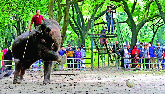 করোনার কারণে দীর্ঘদিন বন্ধ থাকার পর শুক্রবার খুলেছে জাতীয় চিড়িয়াখানা। এদিন বিশেষ আকর্ষণ হিসেবে হাতির ফুটবল খেলা দেখতে ভিড় জমান দর্শনার্থী- মামুনুর রশিদ করোনার কারণে দীর্ঘদিন বন্ধ থাকার পর শুক্রবার খুলেছে জাতীয় চিড়িয়াখানা। এদিন বিশেষ আকর্ষণ হিসেবে হাতির ফুটবল খেলা দেখতে ভিড় জমান দর্শনার্থী- মামুনুর রশিদ