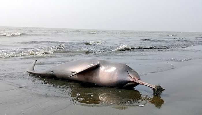 কুয়াকাটা সৈকতে ভেসে এল মৃত ডলফিন