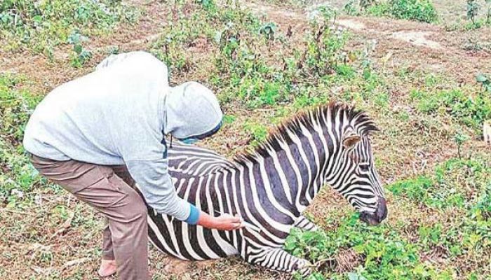 বঙ্গবন্ধু শেখ মুজিব সাফারি পার্কে আরও দুটি জেব্রা অসুস্থ