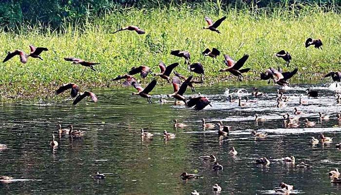 শীতের অতিথি পাখির দেখা পাবেন দেশের যেসব স্থানে