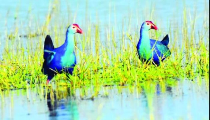 টাঙ্গুয়ার হাওরে জলচর পাখি। জানুয়ারির শুরুতে পাখিশুমারির সময় তোলা- সংগৃহীত