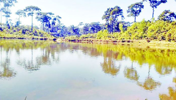 প্রাকৃতিক সৌন্দর্যের হাতছানি মেদাকচ্ছপিয়া উদ্যানে প্রাকৃতিক সৌন্দর্যের হাতছানি মেদাকচ্ছপিয়া উদ্যানে