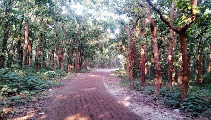 ‘ভিন্ন এক জগৎ’ ভাওয়াল জাতীয় উদ্যান ‘ভিন্ন এক জগৎ’ ভাওয়াল জাতীয় উদ্যান