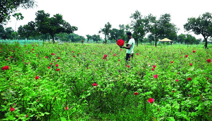 ফুলের রাজ্য গোলাপ গ্রাম ফুলের রাজ্য গোলাপ গ্রাম