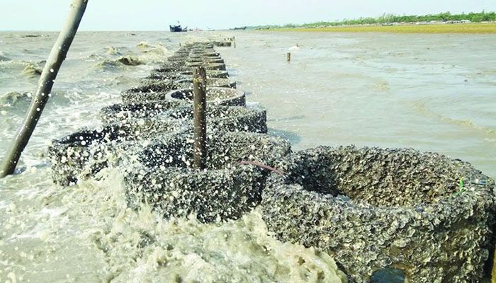 কুতুবদিয়ার ঝিনুকের প্রাচীরটি জীববৈচিত্র্য রক্ষায়ও ভূমিকা রাখছে। ছবি : বিবিসি কুতুবদিয়ার ঝিনুকের প্রাচীরটি জীববৈচিত্র্য রক্ষায়ও ভূমিকা রাখছে। ছবি : বিবিসি