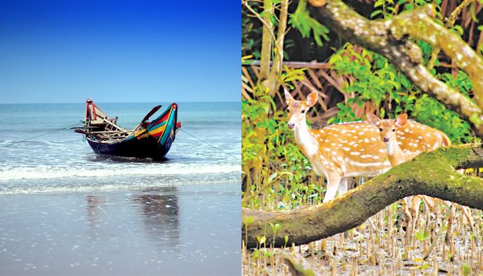 কক্সবাজারে শঙ্কা, সুন্দরবনের নীরব কান্না