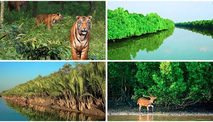 এই শীতে সুন্দরবন ঘুরে আসবেন যেভাবে এই শীতে সুন্দরবন ঘুরে আসবেন যেভাবে