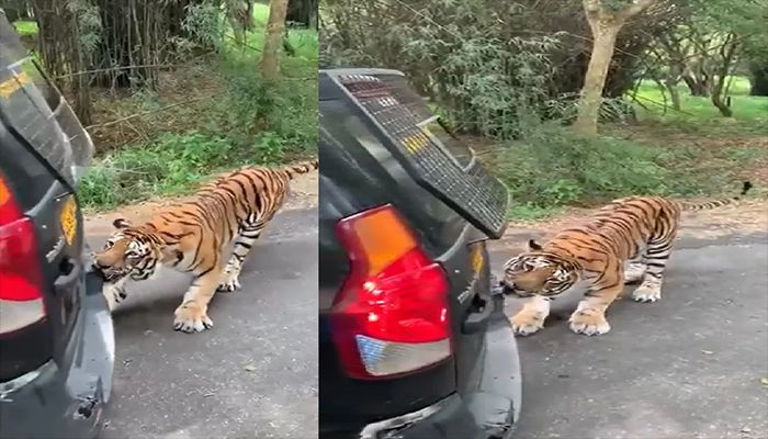 পর্যটকবাহী গাড়ি টেনে নিয়ে গেলো বাঘ!