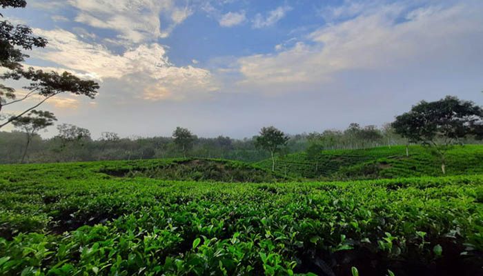 ঘুরে দাঁড়ানোর চেষ্টায় মৌলভীবাজার পর্যটনশিল্প 