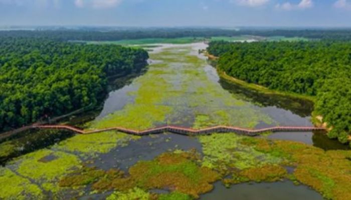 প্রকৃতির শোভা আশুরার বিল