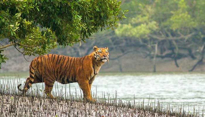 পরিবেশ-প্রতিবেশ থাকুক অগ্রাধিকারে পরিবেশ-প্রতিবেশ থাকুক অগ্রাধিকারে