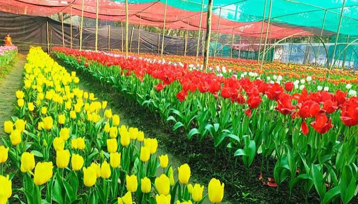 টিউলিপ ফুলকে ঘিরে পর্যটন শিল্পের সম্ভাবনা টিউলিপ ফুলকে ঘিরে পর্যটন শিল্পের সম্ভাবনা