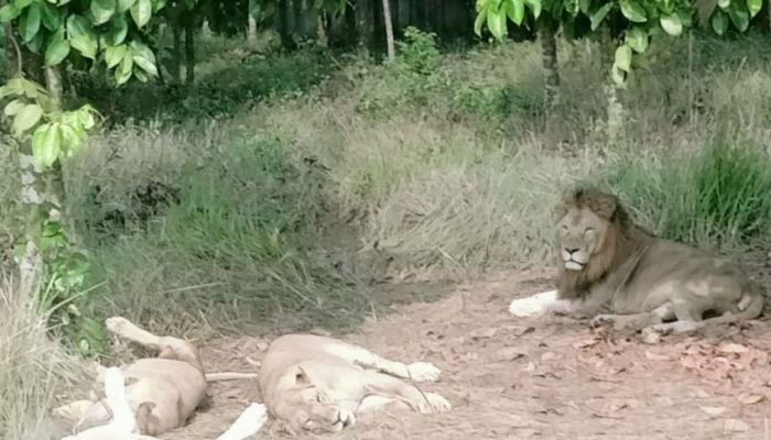 জেব্রা, বাঘের পর বঙ্গবন্ধু সাফারি পার্কে এবার সিংহের মৃত্যু