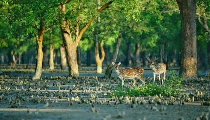 বন্যপ্রাণীদের অবাধ বিচরণ নিশ্চিতে সুন্দরবনে ইকো-ট্যুরিজম তৈরি করা হচ্ছে (ছবি: সংগৃহীত) বন্যপ্রাণীদের অবাধ বিচরণ নিশ্চিতে সুন্দরবনে ইকো-ট্যুরিজম তৈরি করা হচ্ছে (ছবি: সংগৃহীত)