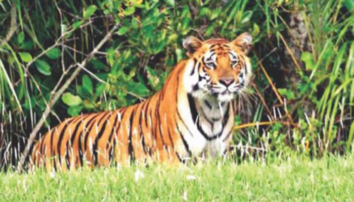 বাঘ সংরক্ষণ শিখতে বিদেশ যাবেন ২০ কর্মকর্তা