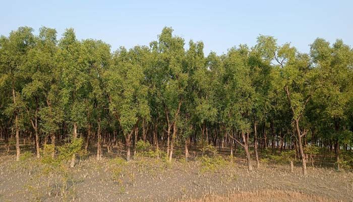 পর্যটক শূন্য ‘দ্বিতীয় সুন্দরবন’ টেংরাগিরি ইকো-পার্ক