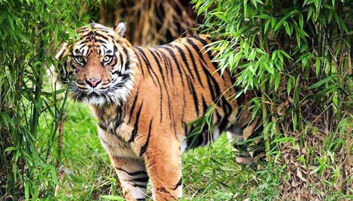 সুন্দরবনের পর্যটন স্পটেও আসছে বাঘ