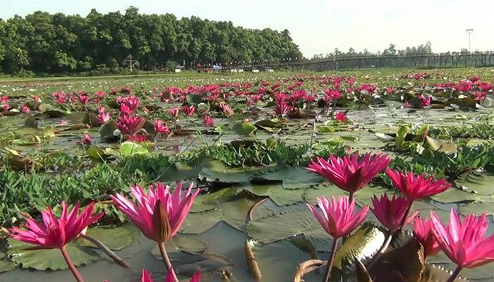 আশুরার বিল ছেয়ে গেছে শাপলা ও পদ্ম ফুলে