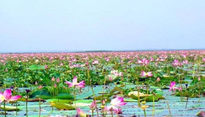 শ্রীমঙ্গলের হাইল হাওর; পর্যটনের অপার সম্ভাবনা শ্রীমঙ্গলের হাইল হাওর; পর্যটনের অপার সম্ভাবনা