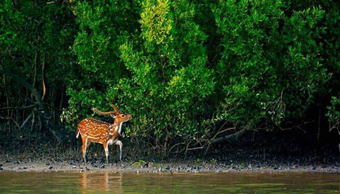 টানা ছুটিতেও পর্যটক নেই সুন্দরবনে টানা ছুটিতেও পর্যটক নেই সুন্দরবনে