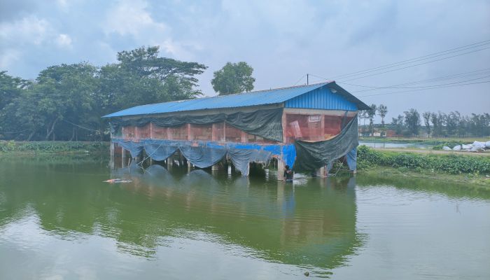 সমন্বিত খামারে গোপন বিপদ; সুবর্ণচরে পরিবেশ ও স্বাস্থ্যঝুঁকি